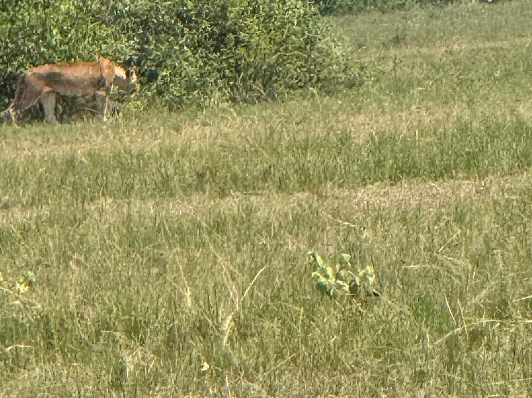 Mambo Gorilla Safari Uganda-吉佳利必去景点