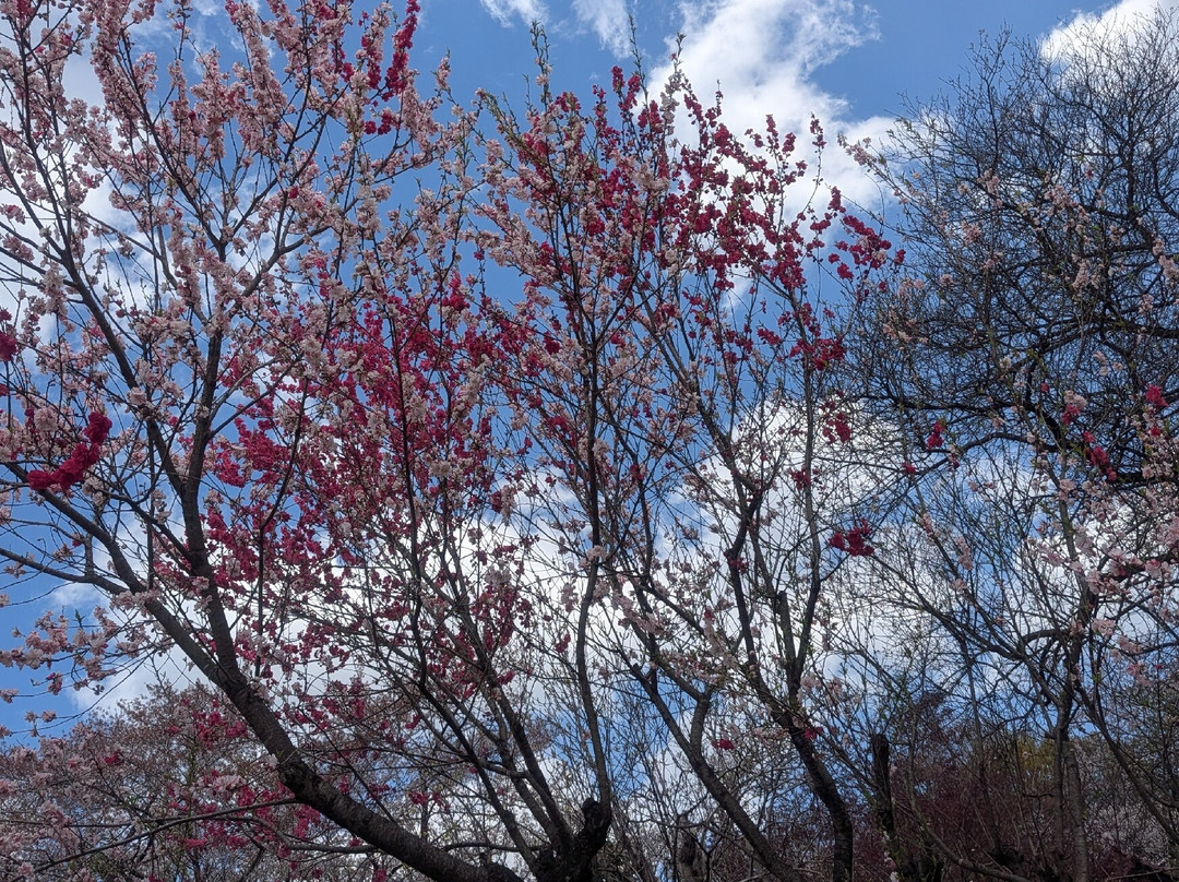 Hanamiyama Park-福岛市必去景点