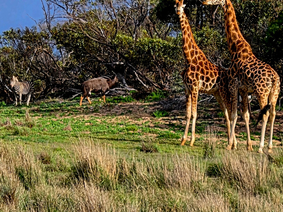 Monarto Safari Park-Monarto必去景点