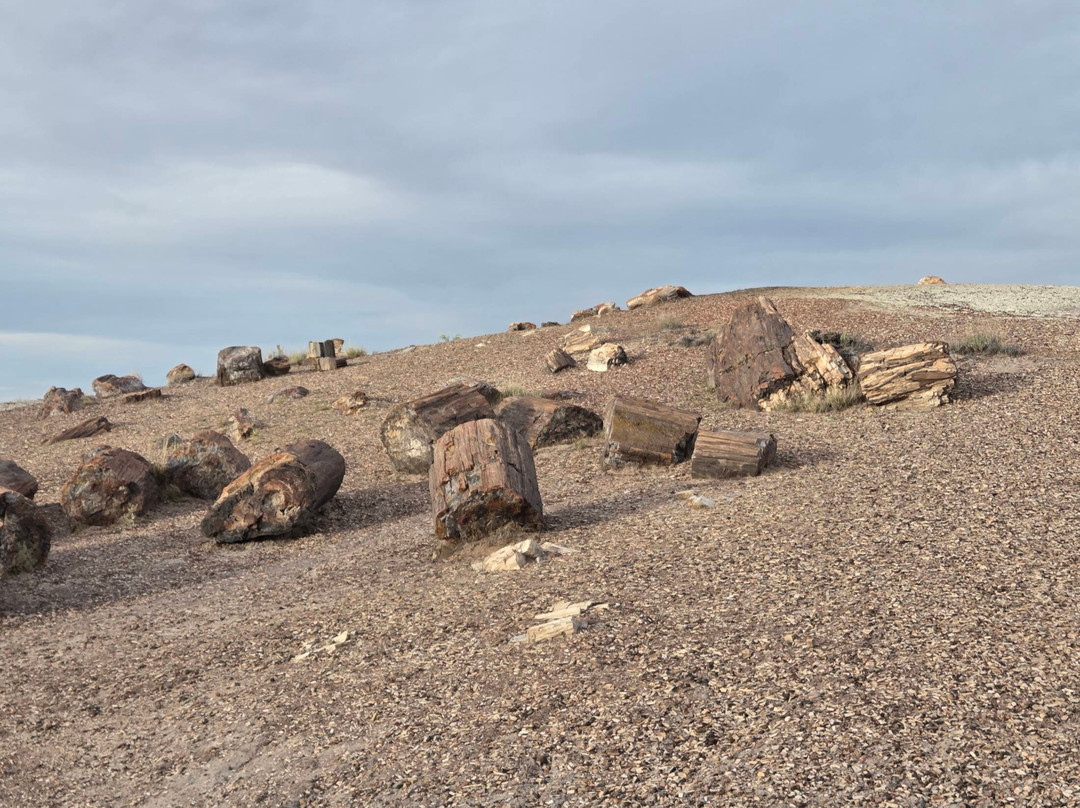 Petrified Forest National Park-霍尔布鲁克必去景点