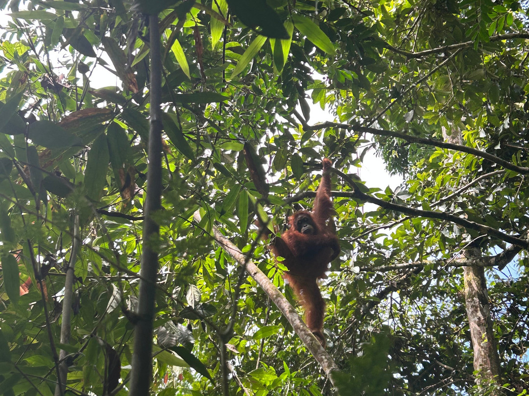 Sumatra Orangutan Explore-武吉拉旺必去景点