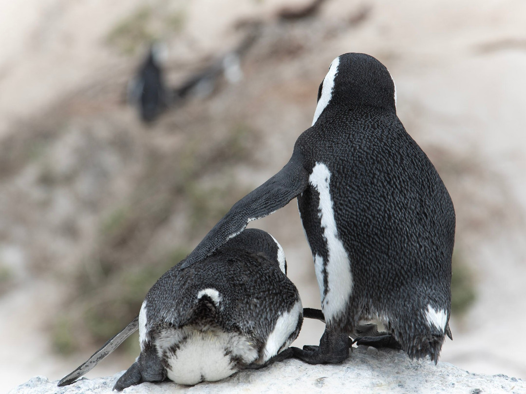 Boulders Beach Penguin Colony-西门镇必去景点