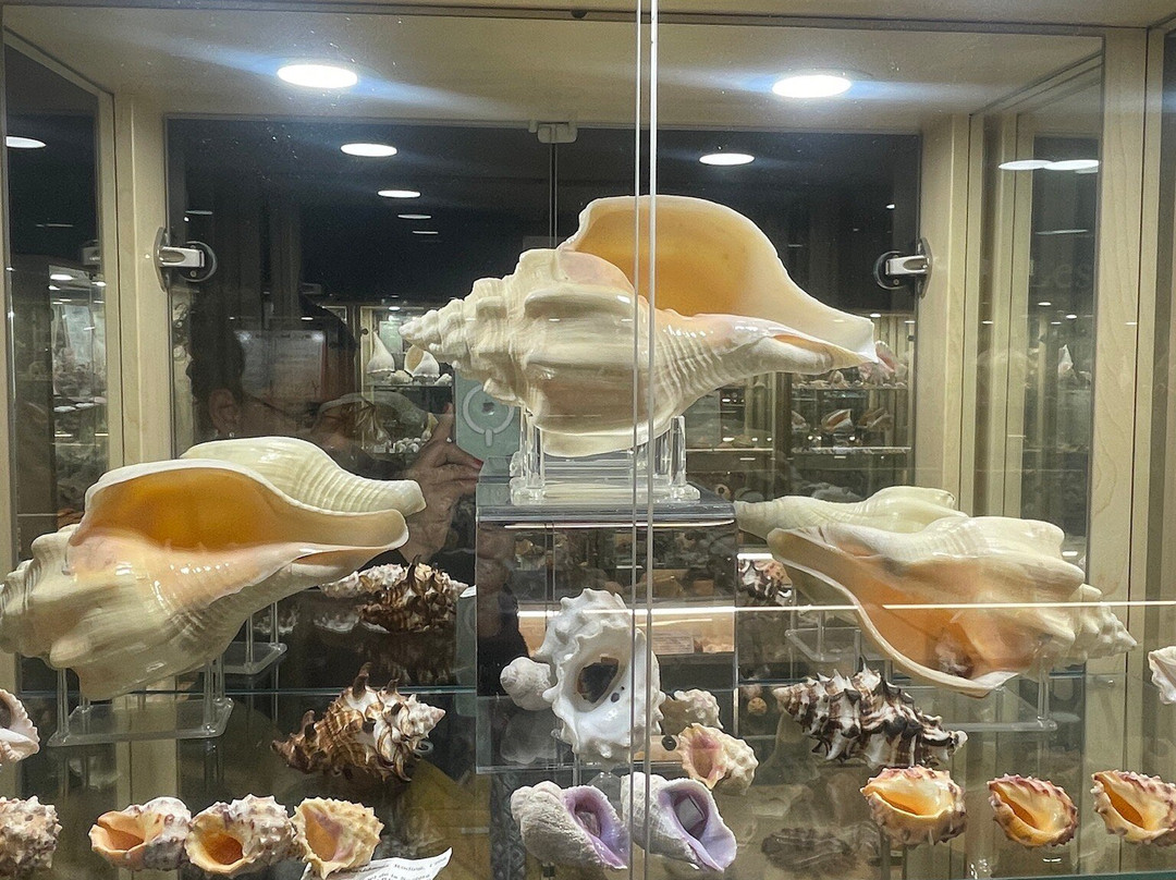 Museum du Coquillage-莱萨布勒多洛讷必去景点