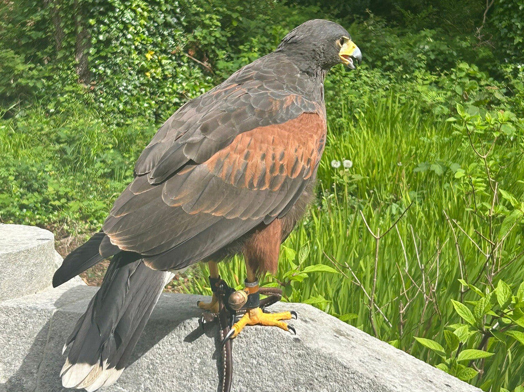 Ireland's School of Falconry-康镇必去景点