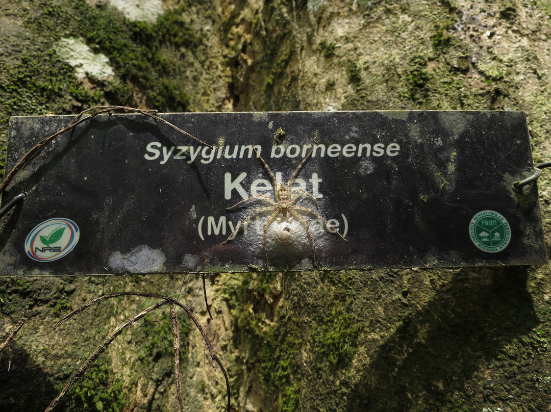 Taman Negara National Park-彭亨必去景点