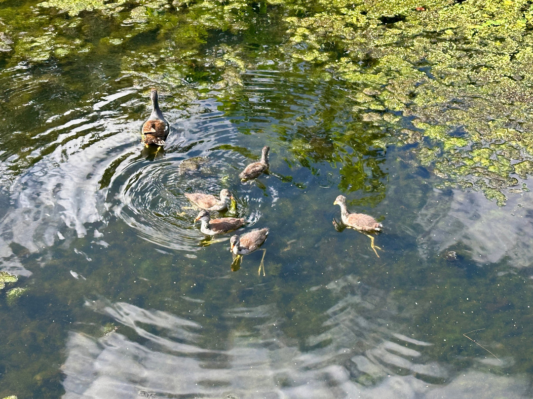 Green Cay Nature Center and Wetlands-博因顿海滩必去景点