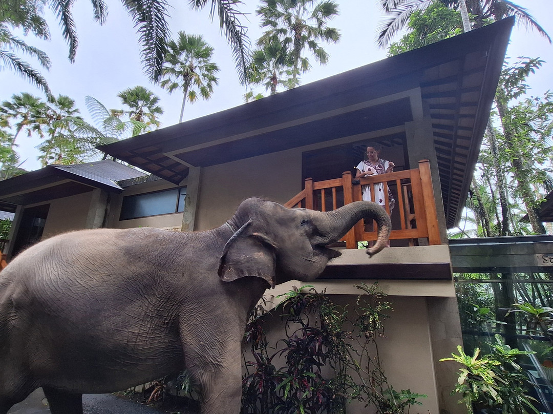 Bali Elephant Park-登巴萨必去景点