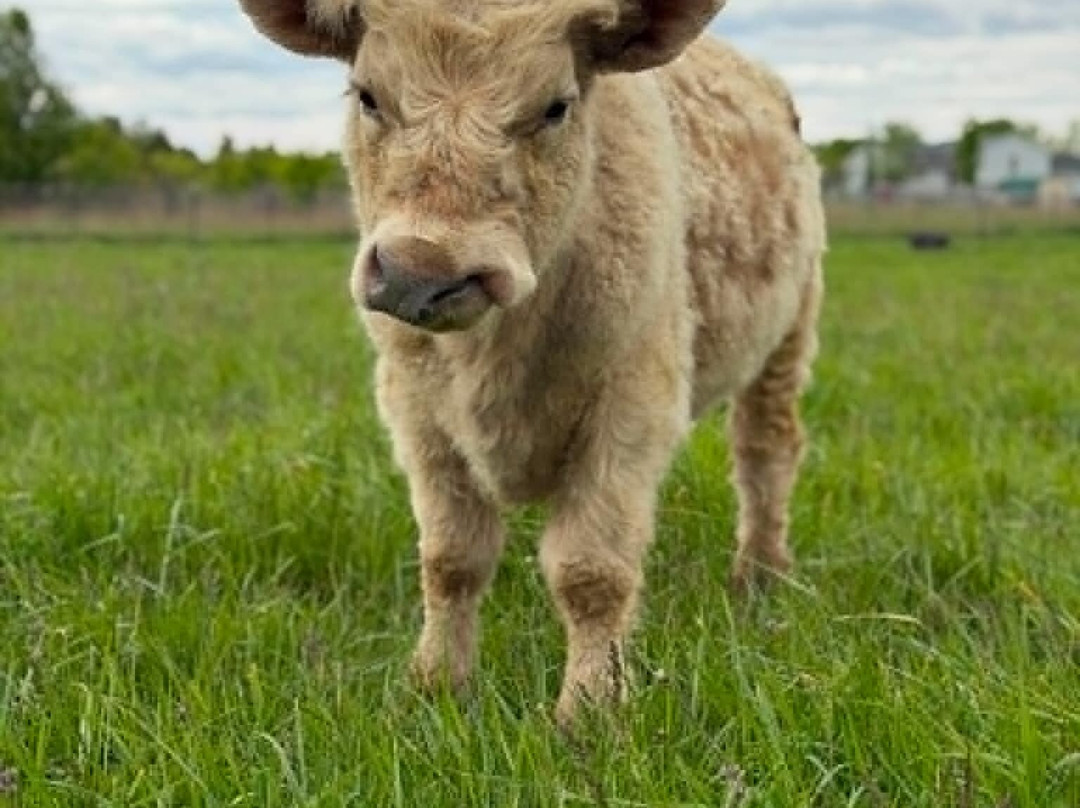 Sunrise Animal Sanctuary-马里斯维尔必去景点