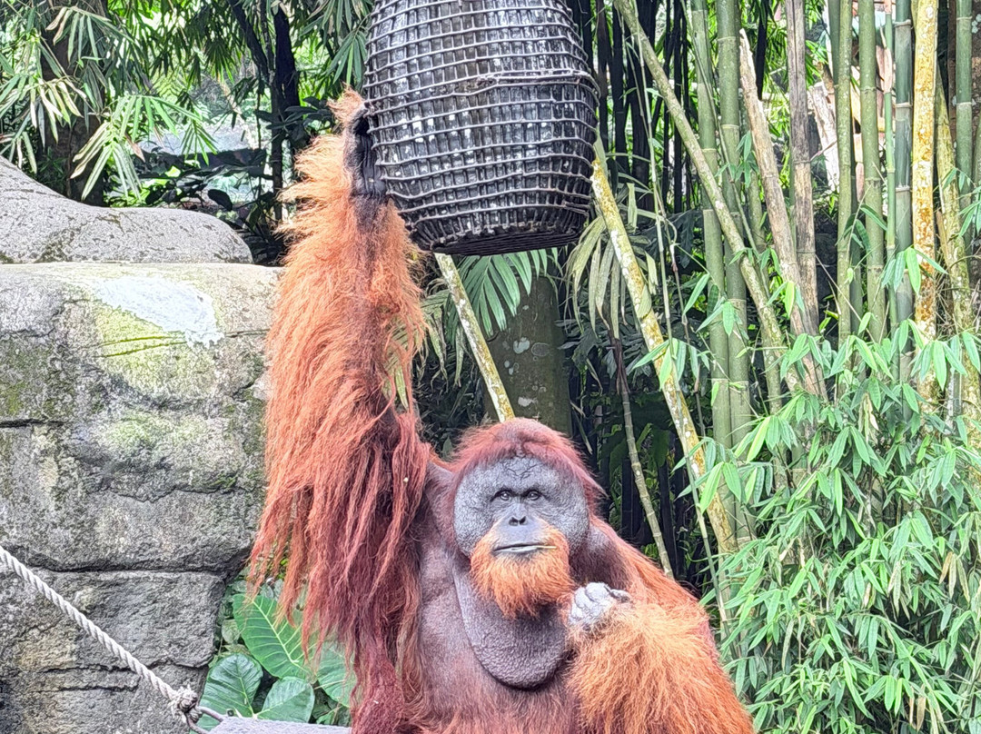 Taman Safari Indonesia Bogor-Cisarua必去景点