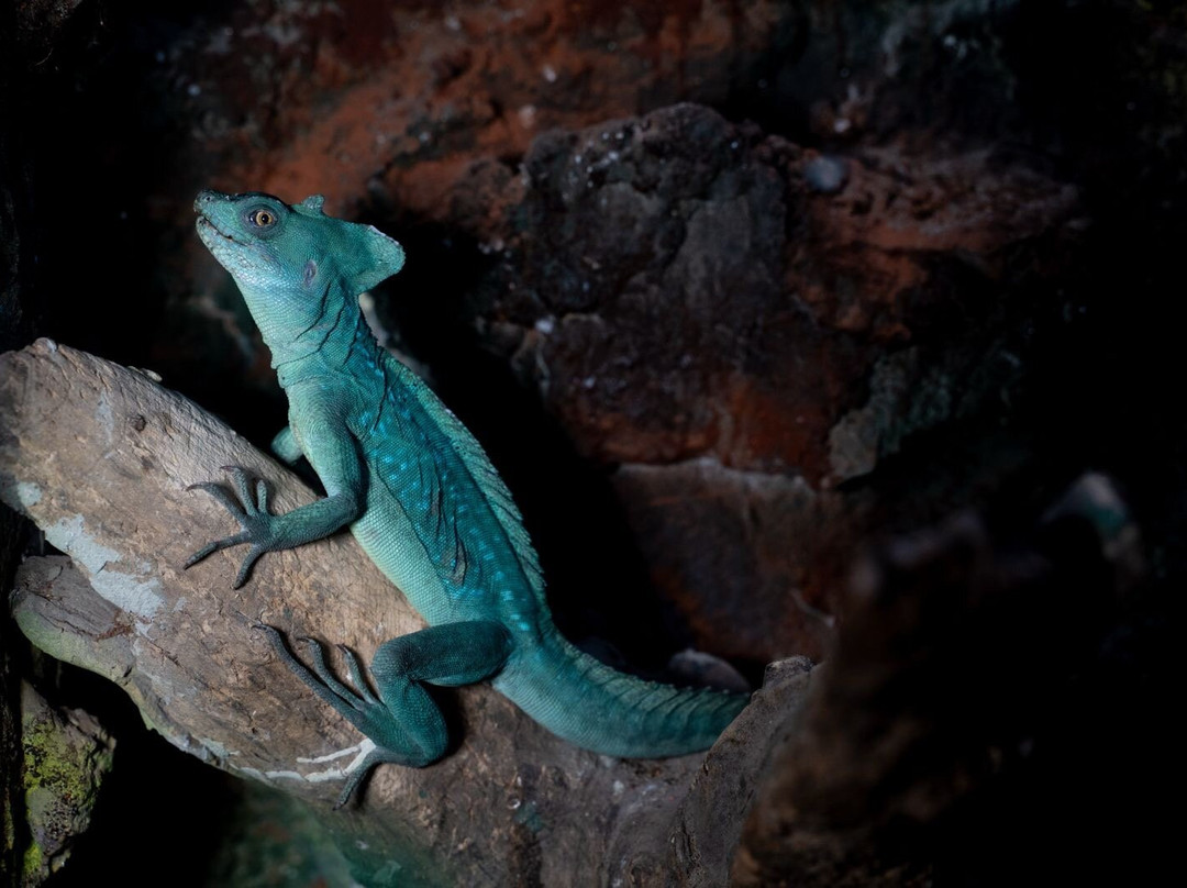 Public Aquarium and Tropicarium Belgrade-贝尔格莱德必去景点