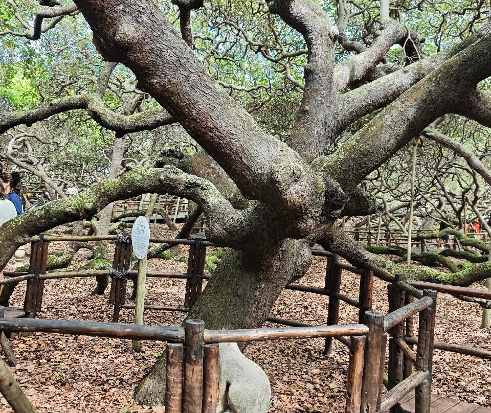 Cajueiro de Pirangi-Pirangi do Norte必去景点