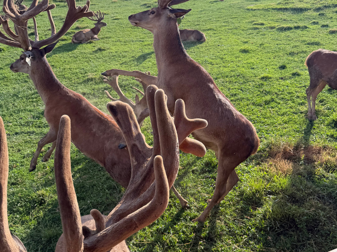 Red Deer at Rolling Hills Farm-Catawissa必去景点