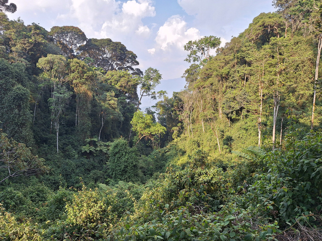 Nyungwe National Park - Rwanda-Western Province必去景点