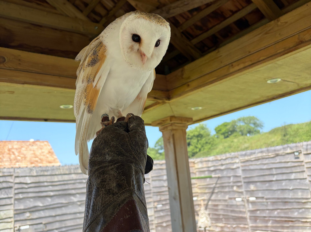 Pitcombe Rock Falconry-Bruton必去景点