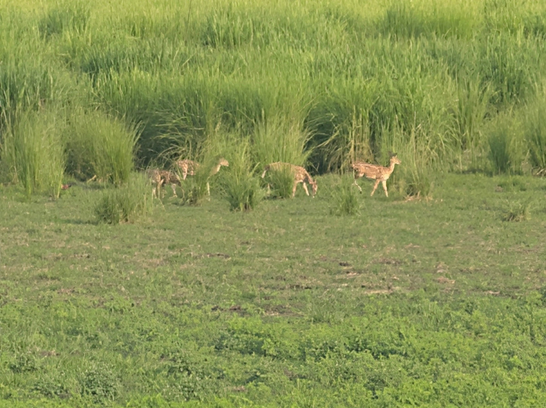 Kishanpur Wildlife Sanctuary-Bhira必去景点