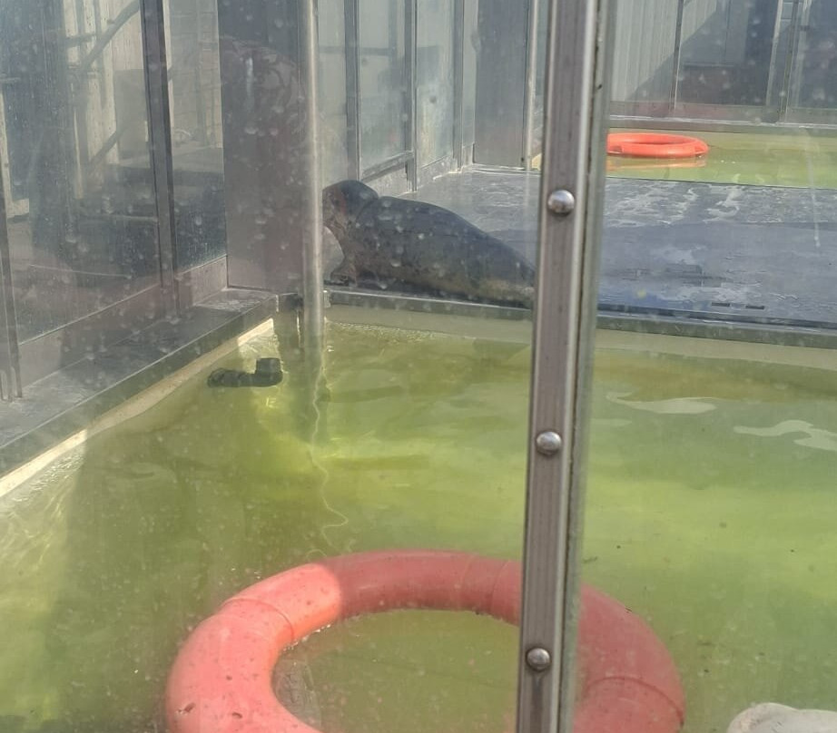 A Seal Zeehondenopvang en Expo Stellendam-Stellendam必去景点