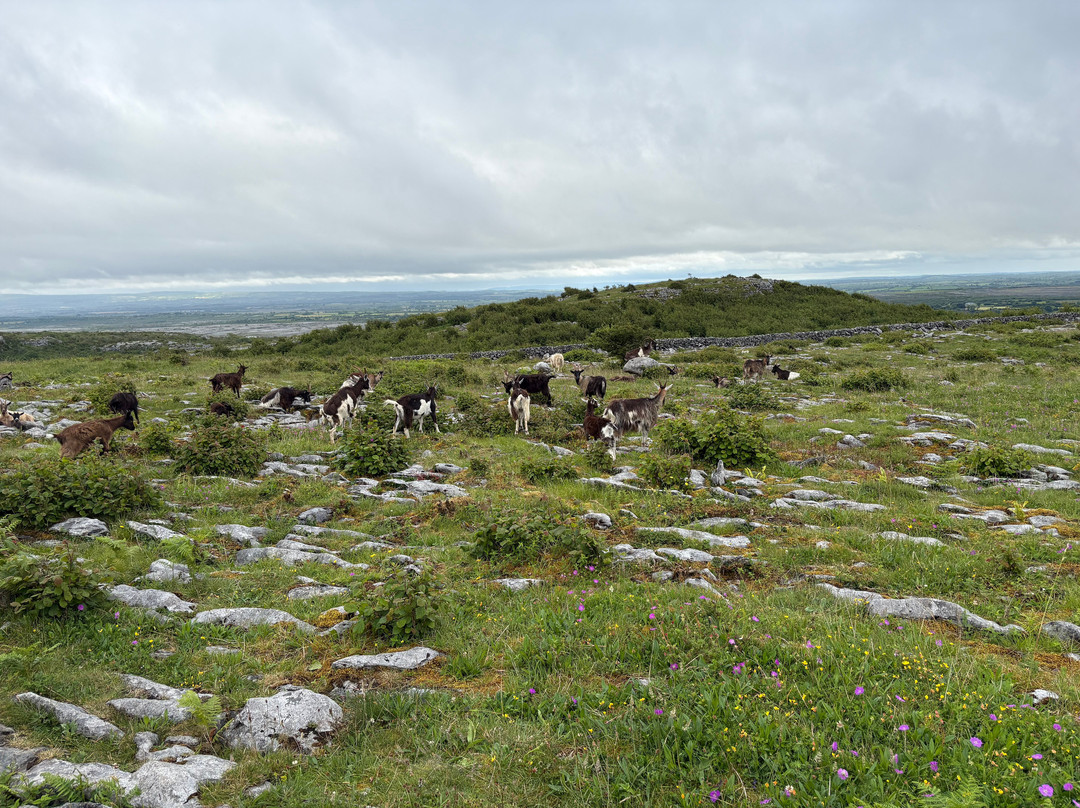 Lough Avalla Farm Looped Walk-Burren National Park必去景点