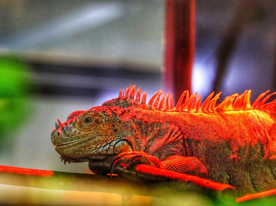 Piton Zoological Centre-Komsomolsk-on-Amur必去景点