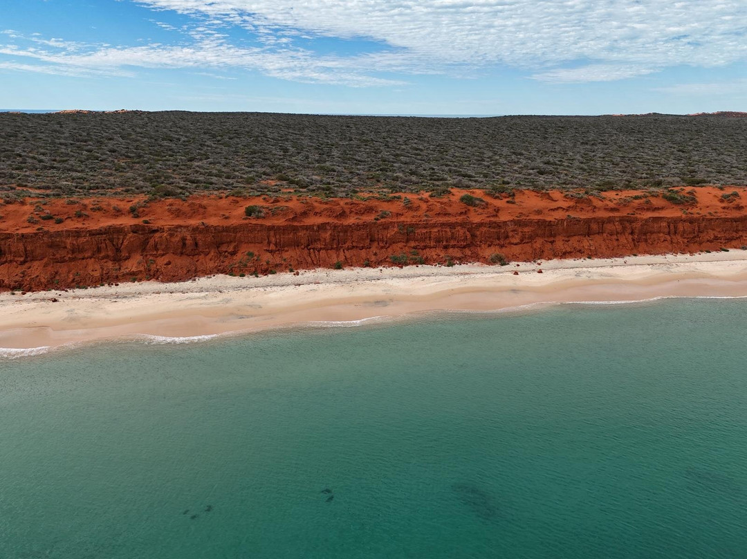 Shark Bay Coastal Tours-德纳姆必去景点