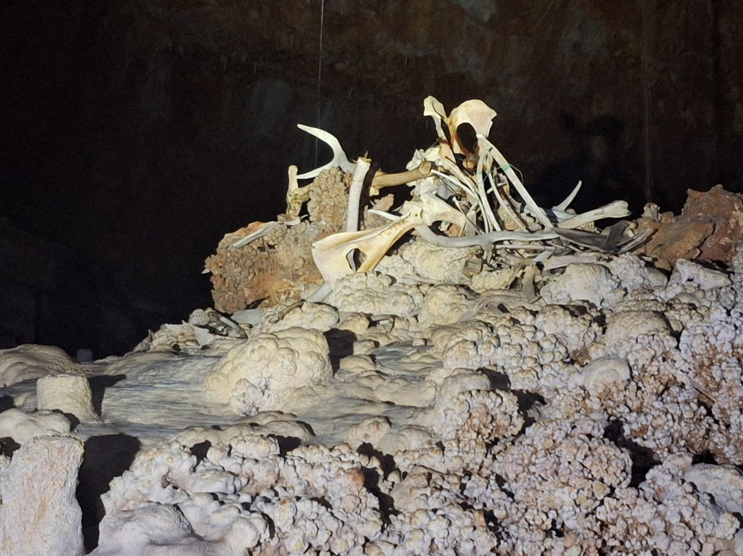 Aven Grotte Forestière-Orgnac-l'Aven必去景点