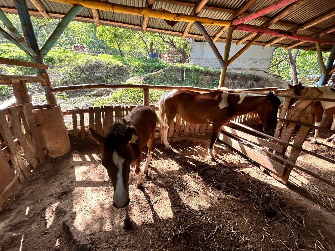The Monkey Farm-Playa Ocotal必去景点