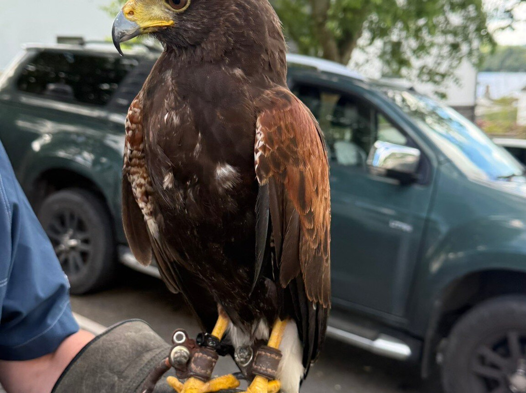 Lake District Falconry-温德米尔必去景点