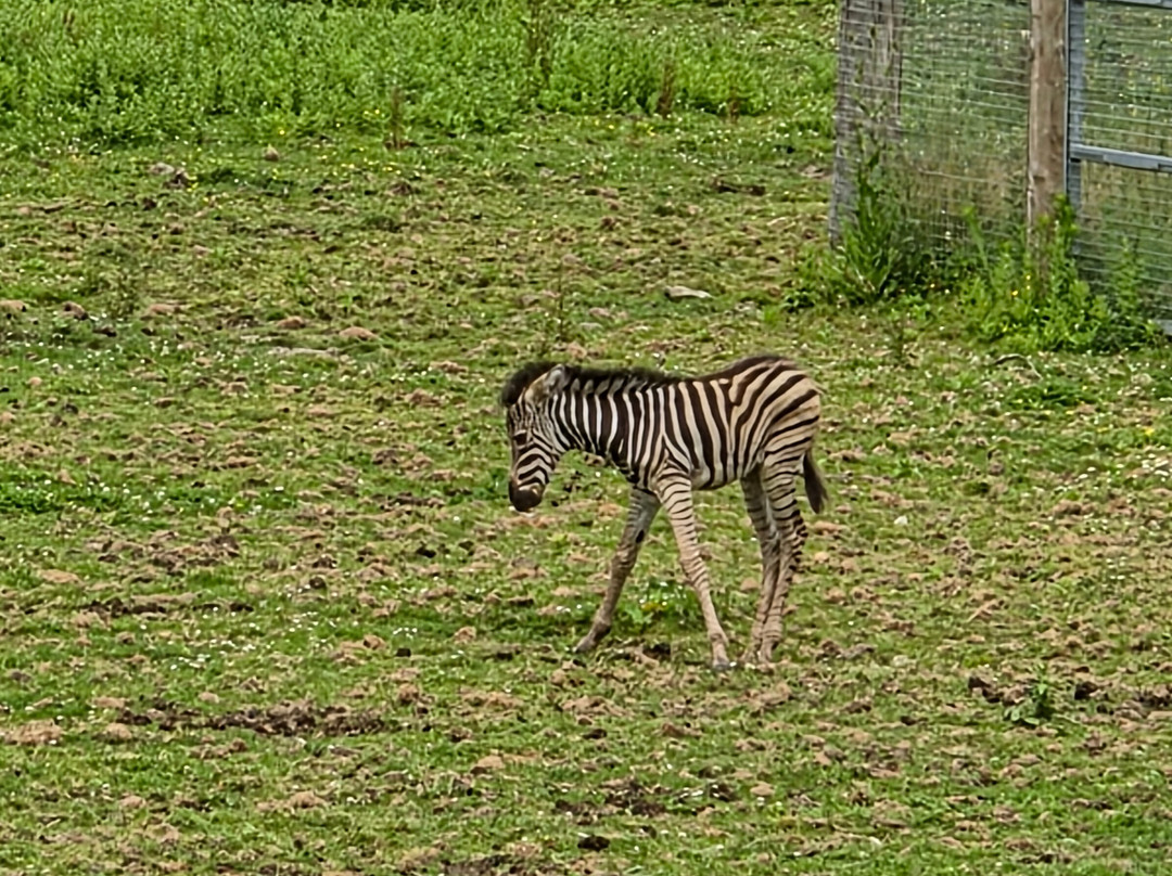 Newquay Zoo-纽奎必去景点