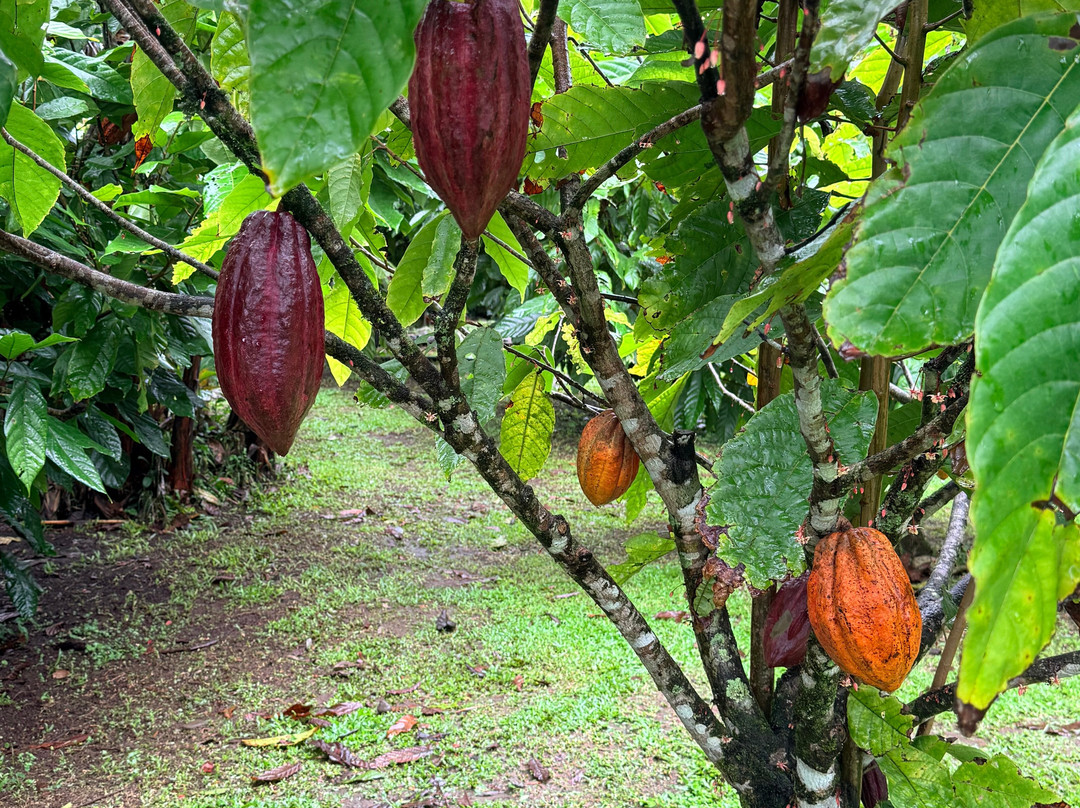 Cafe & Cacao Tour Bijagua-Bijagua de Upala必去景点