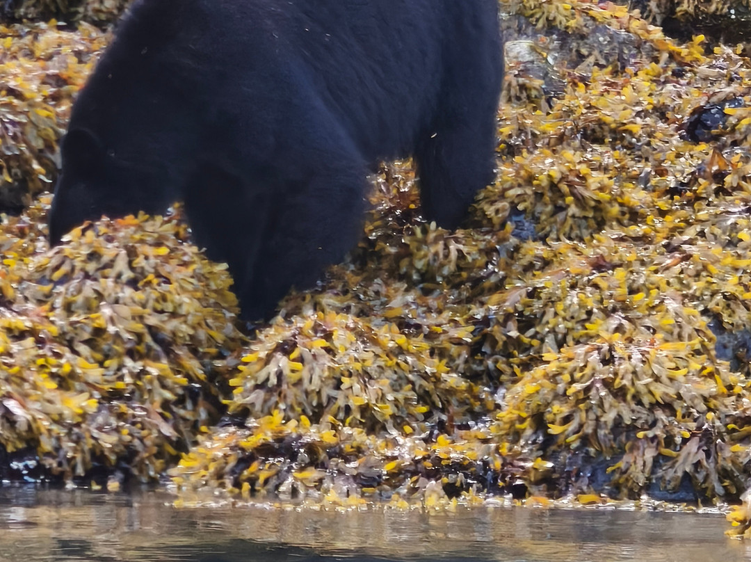 Bella Coola Grizzly Tours-Bella Coola必去景点