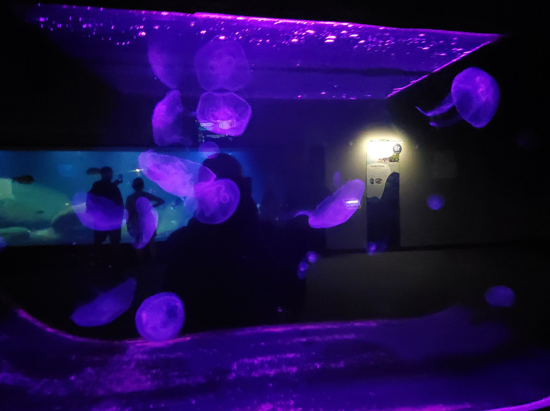 Aquarium de Vendée-Talmont Saint Hilaire必去景点