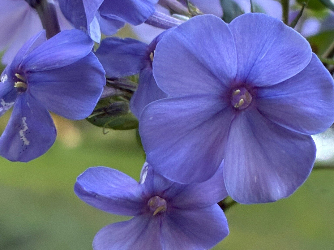 Kwekerij Morning Glory-Aalsmeer必去景点