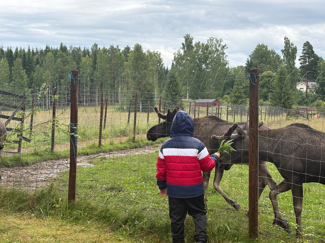 Varmlands Moose Park-Eksharad必去景点