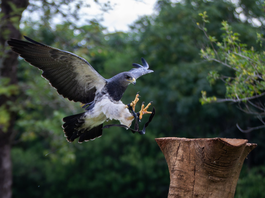 Foz Eco Park Zoo-伊瓜苏必去景点
