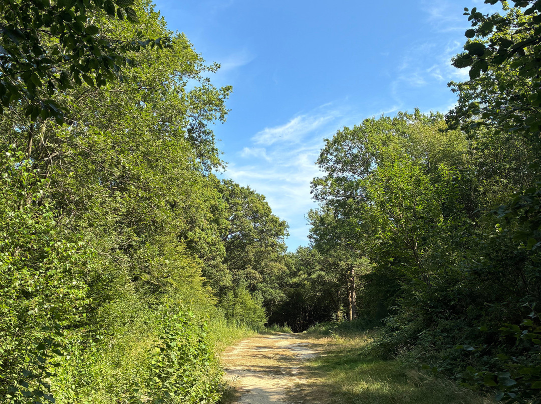 Hamstreet Woods National Nature Reserve-Hamstreet必去景点