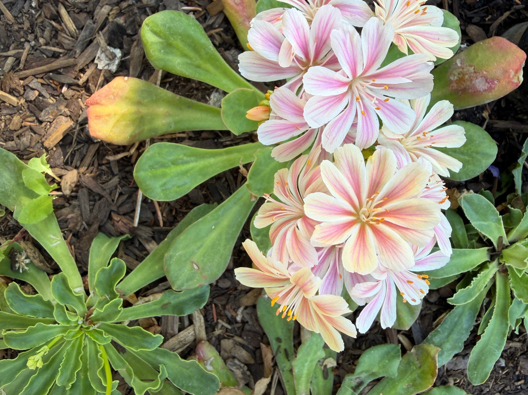 Betty Ford Alpine Gardens-韦尔必去景点