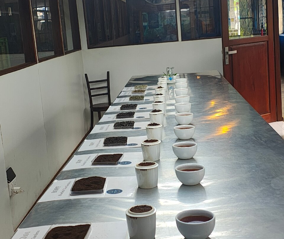 蓝田茶园-奴娃拉伊利雅必去景点