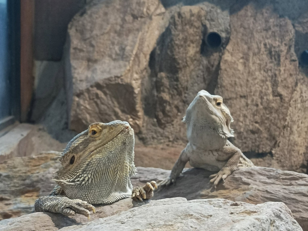 Espace Zoologique de Saint Martin la Plaine-Saint-Martin-la-Plaine必去景点