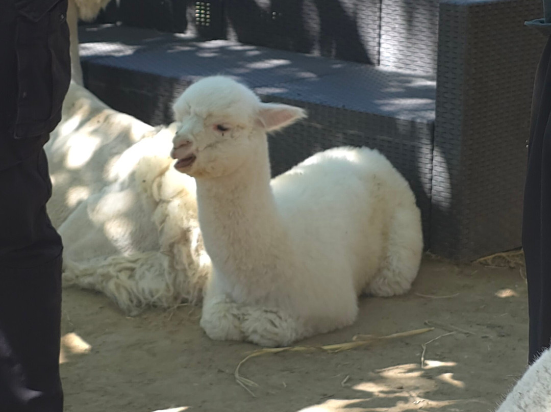 Basilicata Alpaca-Acerenza必去景点