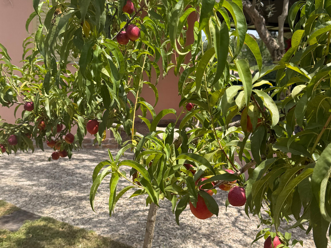 Agriturismo Magna Grecia-奥林匹亚必去景点