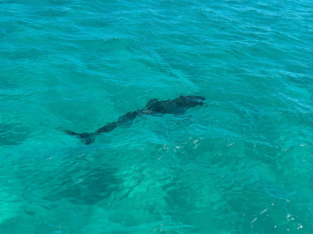 Ningaloo Coral Bay Boats-珊瑚湾必去景点