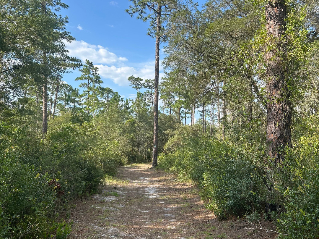 Welaka State Forest-Welaka必去景点