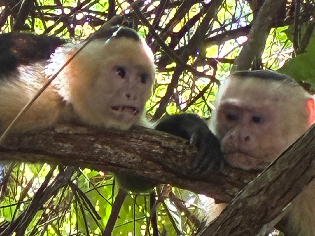 Manuel Antonio National Park-哥斯达黎加安东尼奥国家公园必去景点