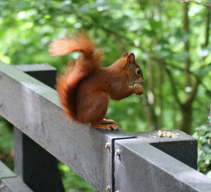 The Dingle (Nant y Pandy) Nature Reserve-Llangefni必去景点
