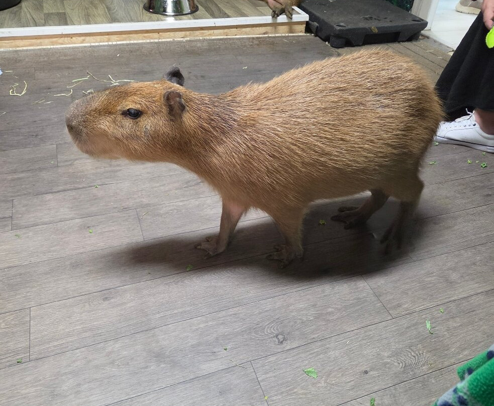 Capybara Cafe-Saint Augustine Beach必去景点