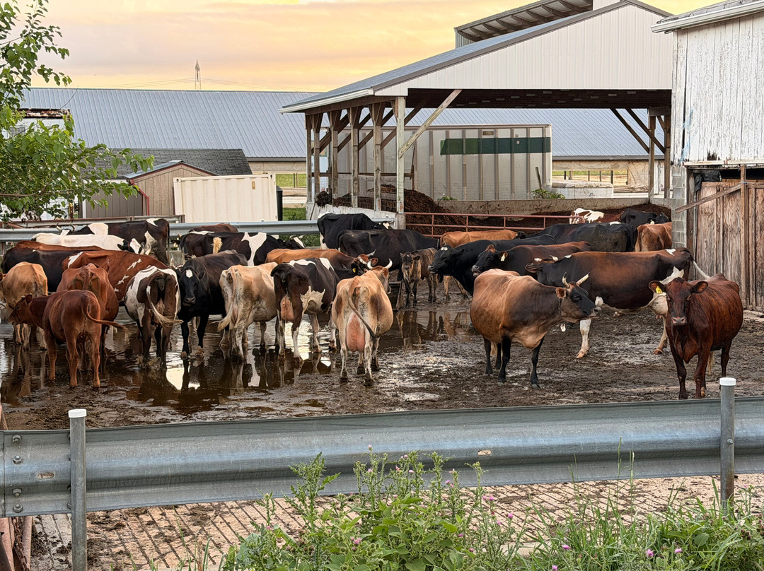 Wadel's Dairy