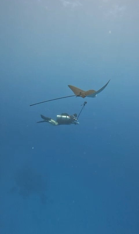 Seaworld Diving Center-马萨阿拉姆必去景点