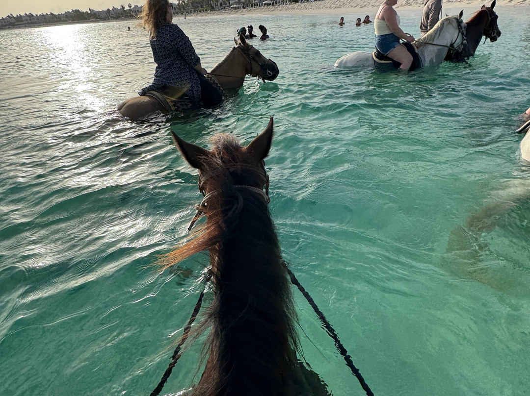 Seaside Stables Anguilla-West End Village必去景点