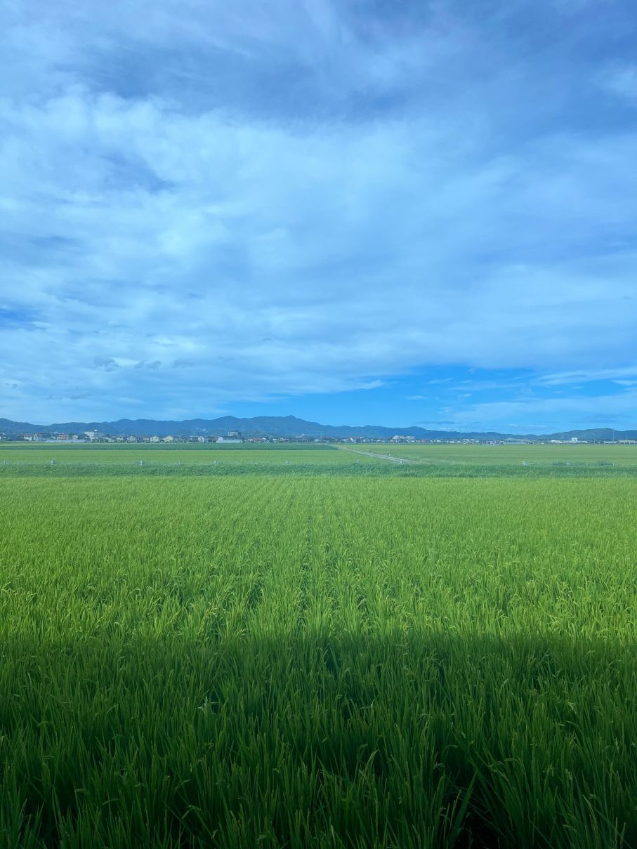 庄内水田露台酒店-旅行者