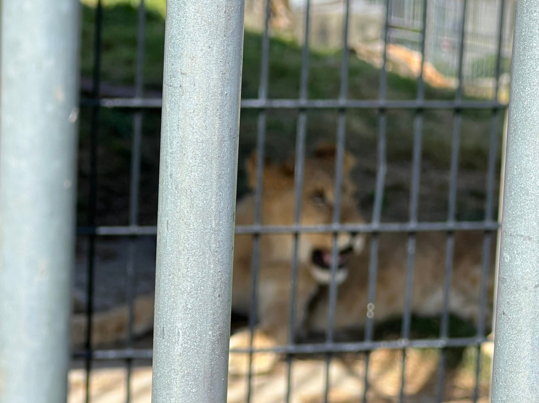 Cougar Mountain Zoo-伊瑟阔必去景点