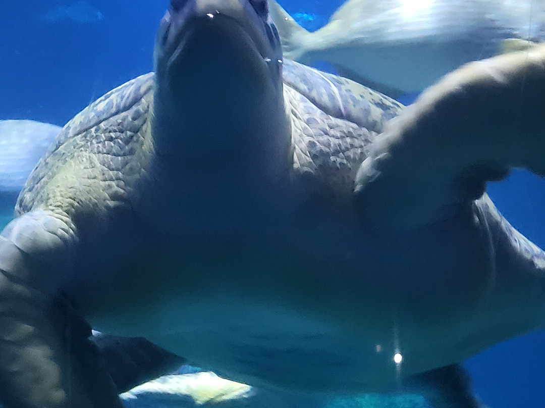 田纳西水族馆-查塔努加必去景点